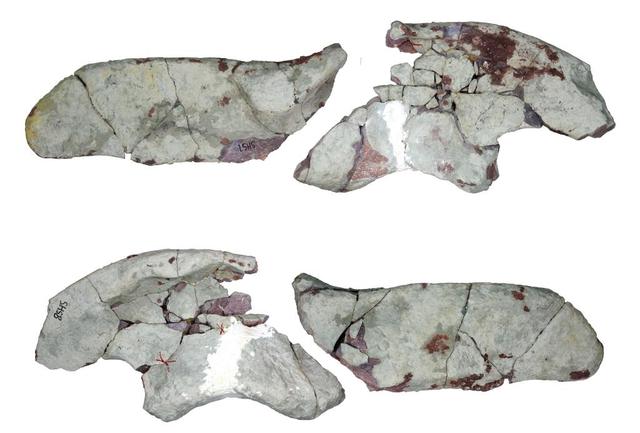 远古发现｜华南地区首次发现距今约7000万年赖氏龙类恐龙化石