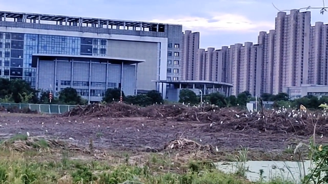 这里原本是成千上万白鹭的家园，可如今它们无家可归了……