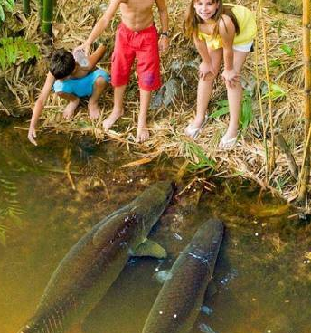 这可能是世界上最大胆的淡水鱼了,不仅不怕人类还爱围观人类