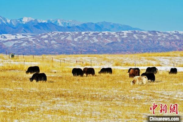 祁连山下冬雪皑皑牛羊漫步景如画