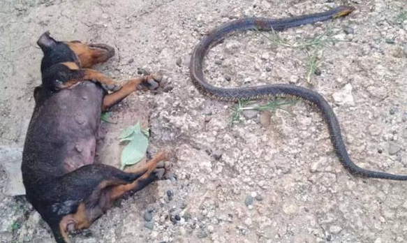 两只小狗为保护1岁小主人勇斗眼镜蛇，一只牺牲一只双眼失明