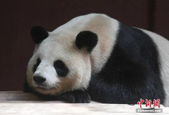 大熊猫“丽丽”离世，现年19岁，原因披露