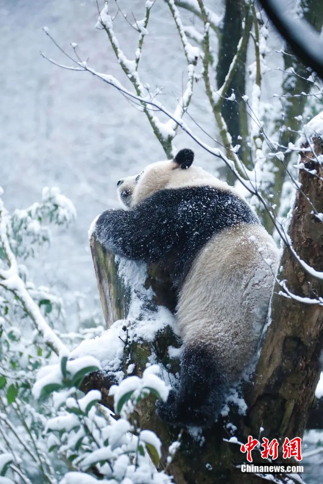 人这一辈子,一定要在冬天去一趟四川!
