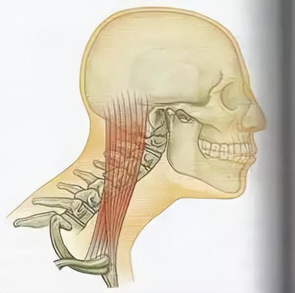 明明不胖却有烦人的双下巴?这个坏习惯连杨幂都中招了