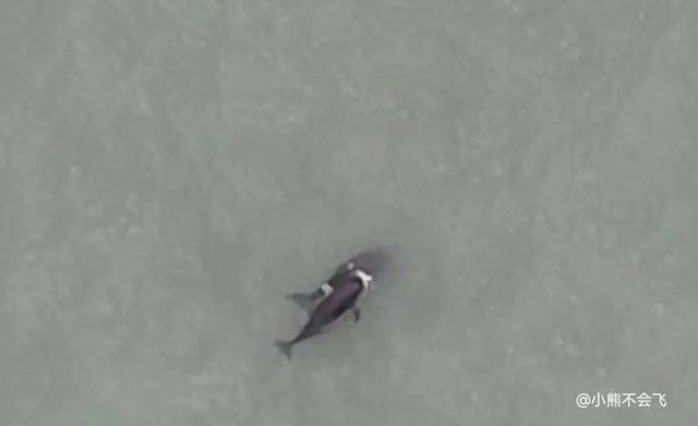 喜讯传来：“微笑天使”宝宝诞生，网友：就叫“国庆”吧！