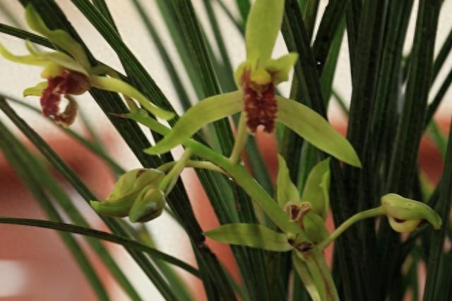 人老了没有钱，不能动，子女会烦吗