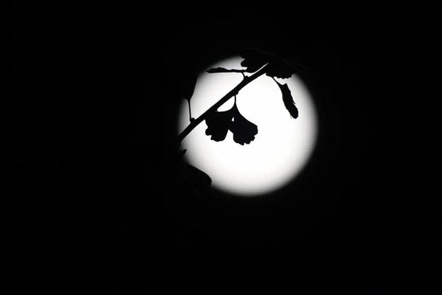 100年仅6次!我们有幸遇到了,高清美图