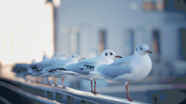 听李健的歌,被温柔治愈