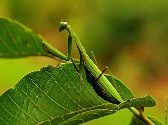 什么是昆虫？六只腿、复眼、一对触角...