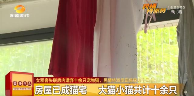 女租客突然离去,房东直呼恐怖:房内遗弃十余只猫,垃圾遍地、恶臭难闻……