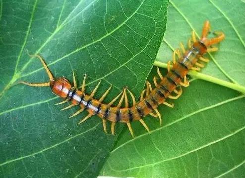 什么是昆虫？六只腿、复眼、一对触角...