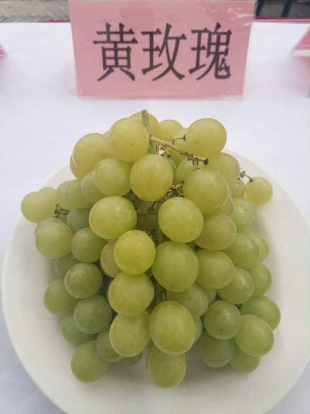 巨峰、黄玫瑰、早茉莉、红芭拉……到底区别在哪儿？去马陆吃了8种葡萄后的试吃报告来啦~