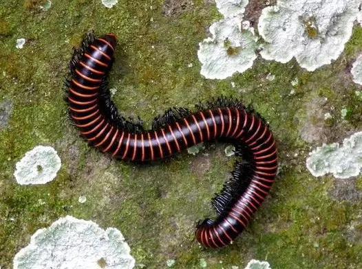 什么是昆虫？六只腿、复眼、一对触角...