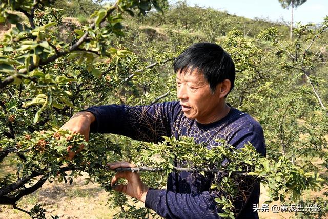 山西农村沟里1男1女摘花椒，没想到2家人却遇1样熬煎事，看是啥