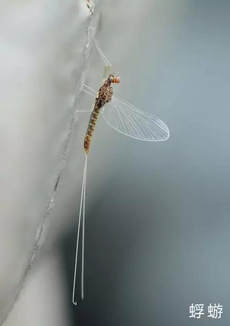 什么是昆虫？六只腿、复眼、一对触角...