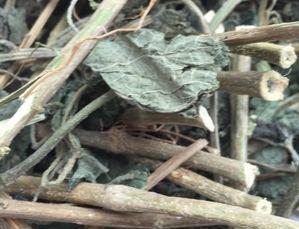 荨麻草俗称藿麻,生于混交林、草地、沟边等地,生有短毛和蜇