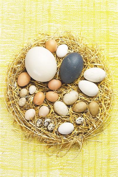 最新研究显示 为了与大自然斗智斗勇，鸟类创造了“彩蛋”