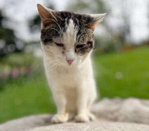 小咪(周慧：大名叫周小咪)