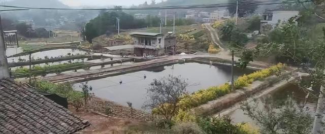 养鱼户偷电被罚32万,一气之下杀了供电所长再自首,谁更怨?