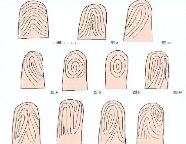 解密:手指十个簸箕的奥秘