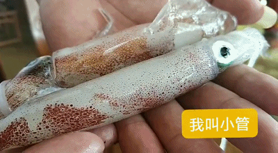 来环东山湾吧，太值得