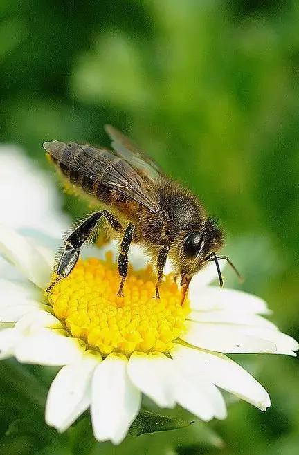 什么是昆虫？六只腿、复眼、一对触角...