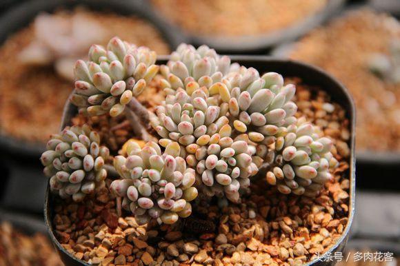 多肉植物百科之蓝豆 带香味的多肉