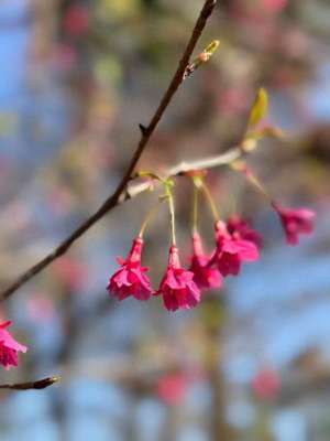 唇痕(大城名园 万物和谐｜钟花樱打响“头炮”快来这里看广州早樱→)