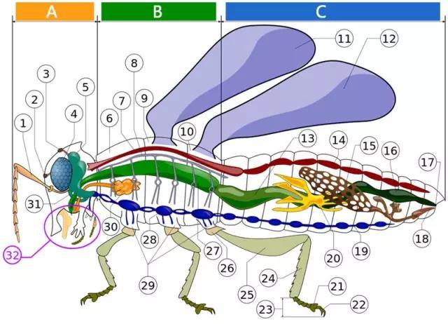什么是昆虫？六只腿、复眼、一对触角...