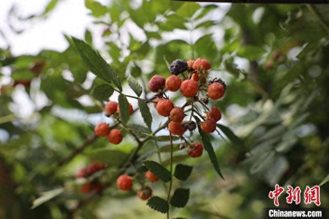 品种改良促增收  湖南郴州乡村野果变身“致富果”