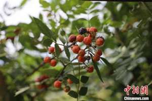 高小龙(品种改良促增收  湖南郴州乡村野果变身“致富果”)