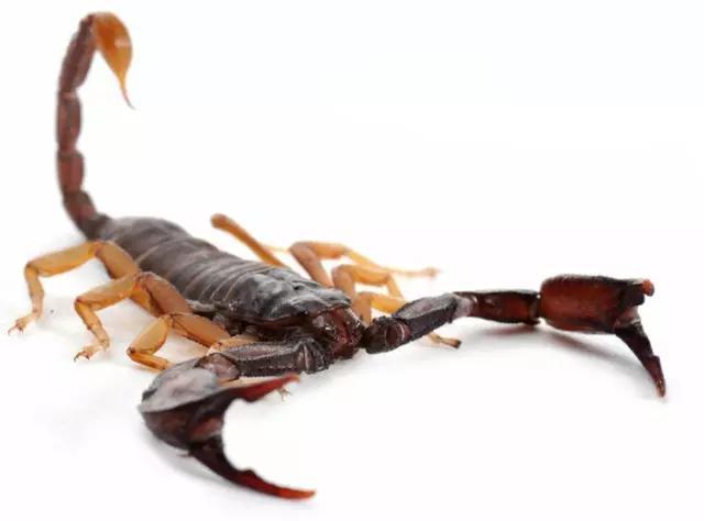 什么是昆虫？六只腿、复眼、一对触角...