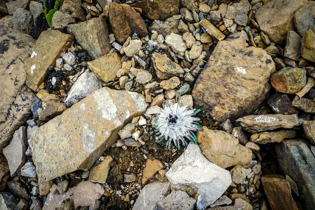 不毛地带的绿洲，茶马古道止于此，与印度、尼泊尔为邻，边贸繁荣