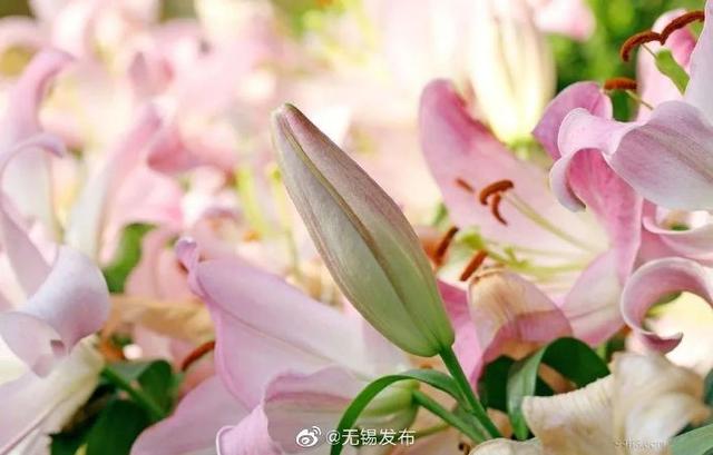 一大波百合花正在靠近……