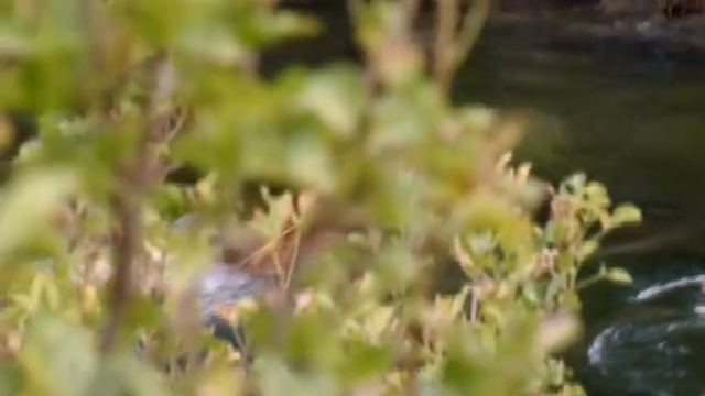 荒野求生第一季第七集(3) #贝爷