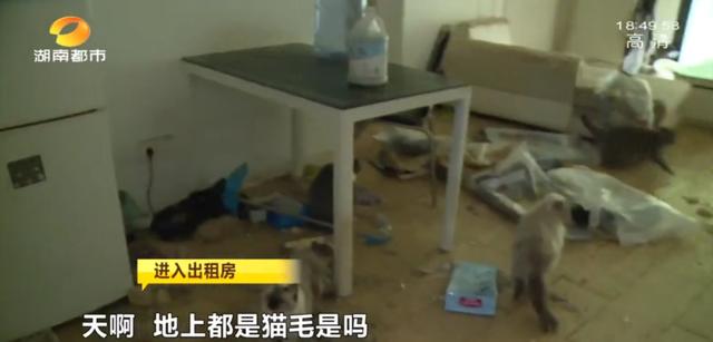 女租客突然离去,房东直呼恐怖:房内遗弃十余只猫,垃圾遍地、恶臭难闻……