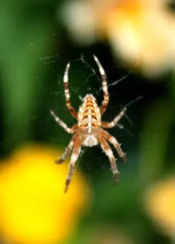 什么是昆虫？六只腿、复眼、一对触角...