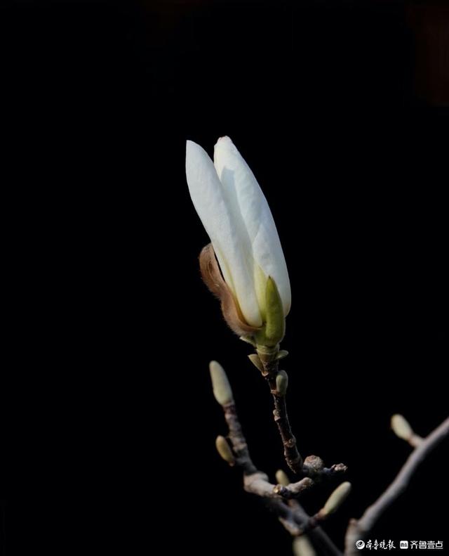 趵突泉边白玉兰, 纯洁无瑕人爱恋