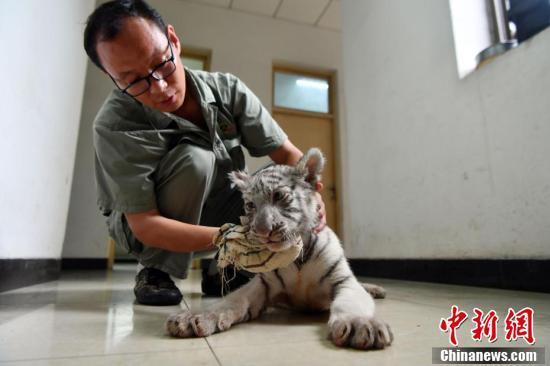 超有爱!小白虎被虎妈“抛弃”俩暖男当“超级奶爸”