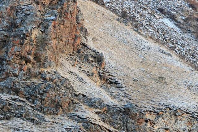 新知丨雪豹说:“啊嗷啊嗷啊啊哦——”