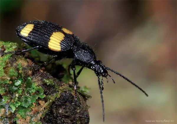 什么是昆虫？六只腿、复眼、一对触角...