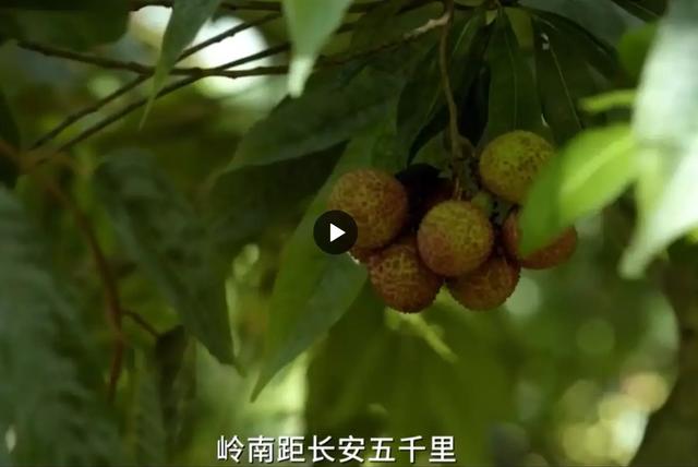 一分钟读马伯庸《长安的荔枝》：就算是失败，也要知道离成功多远