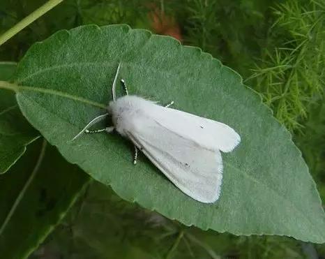 什么是昆虫？六只腿、复眼、一对触角...