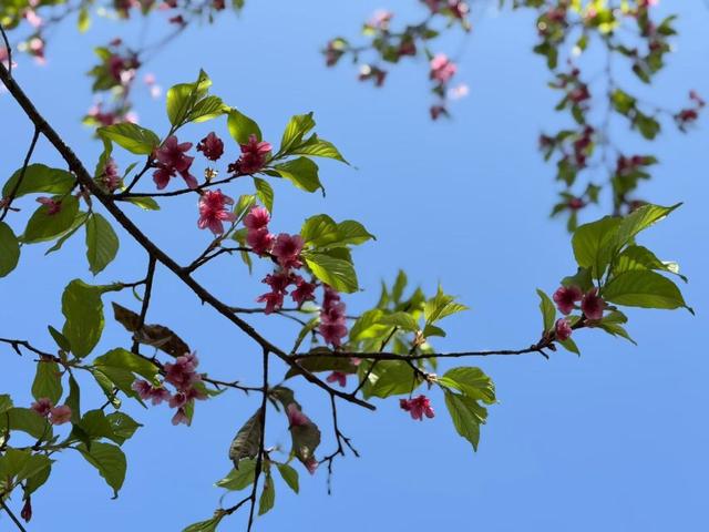 大城名园 万物和谐｜钟花樱打响“头炮”！快来这里看广州早樱→