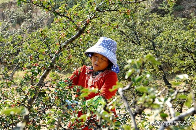 山西农村沟里1男1女摘花椒，没想到2家人却遇1样熬煎事，看是啥