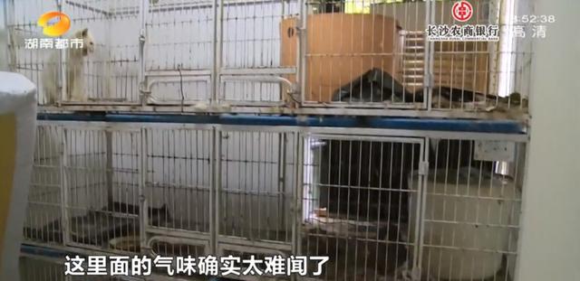 女租客突然离去,房东直呼恐怖:房内遗弃十余只猫,垃圾遍地、恶臭难闻……