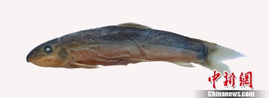 科学家在澜沧江流域发现淡水鱼类2个新纪录