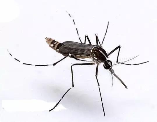 什么是昆虫？六只腿、复眼、一对触角...