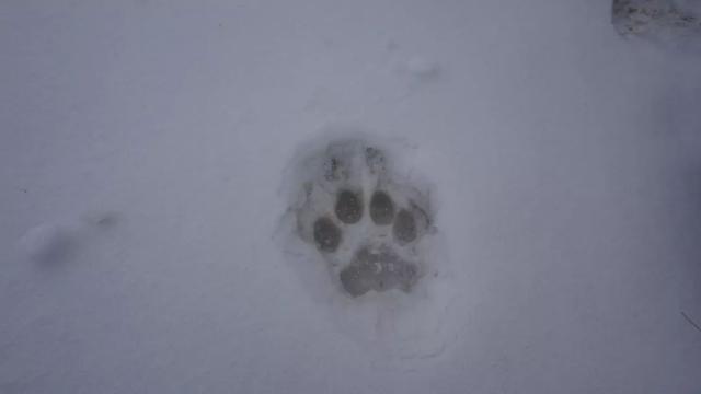 新知丨雪豹说:“啊嗷啊嗷啊啊哦——”