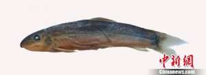 鱼丹(科学家在澜沧江流域发现淡水鱼类2个新纪录)